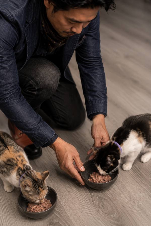 a man feeding a pair of calico cats